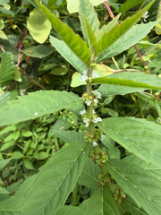 Lycopus uniflorus