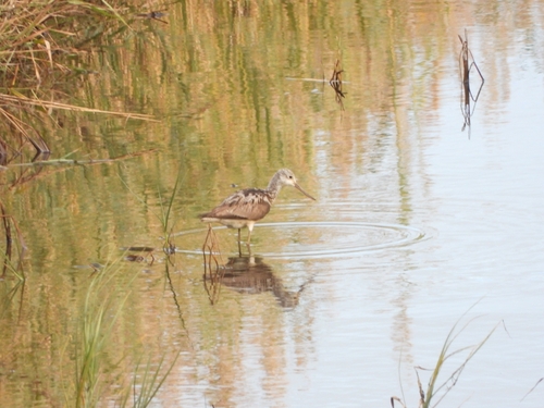 Common Greenshank
