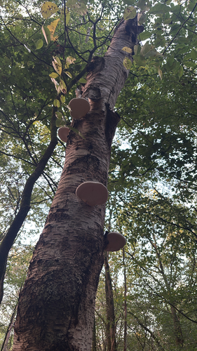 birch polypore
