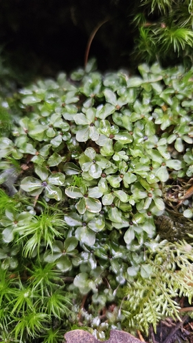 Dotted Thyme-moss