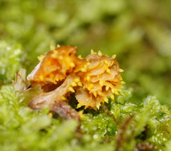 Neobarya agaricicola