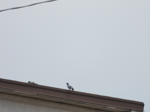 Feral Pigeon