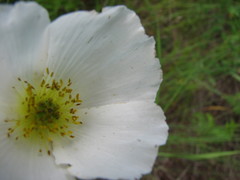 Papaver popovii