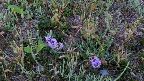 Mentha pulegium, photograph 2