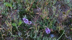 Mentha pulegium, photograph author not stated, no rights reserved