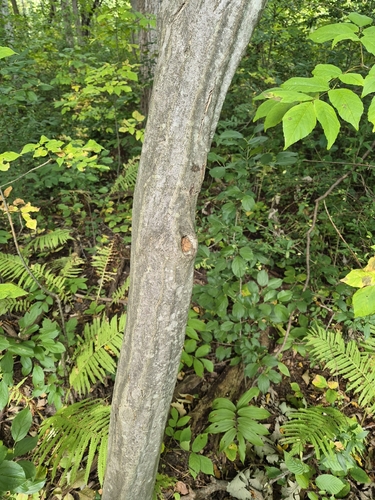 Carpinus caroliniana, photograph 3