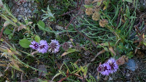 Mentha pulegium, photograph 3