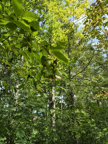 Carpinus caroliniana, photograph 4