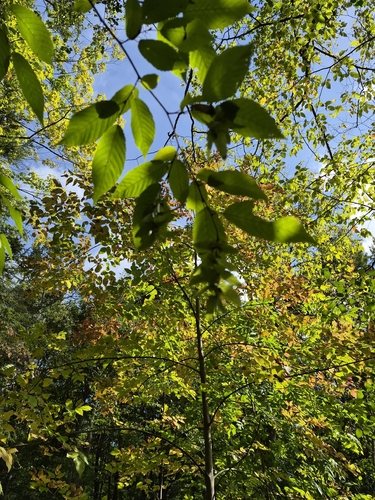 Carpinus caroliniana, photograph 5