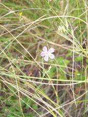 Dianthus campestris
