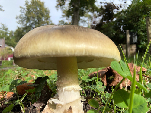 Deathcap