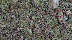 Corrigiola litoralis, photograph author not stated, no rights reserved