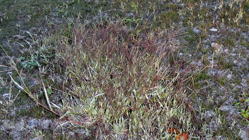 Digitaria sanguinalis, photograph 1