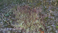 author not stated, no rights reserved Digitaria sanguinalis, photograph author not stated, no rights reserved