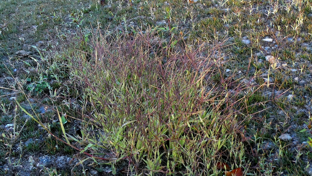 Digitaria sanguinalis; photograph author not stated, no rights reserved