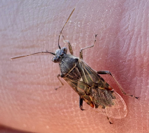 Hyaline Grass Bug