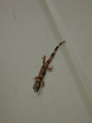 Sphaerodactylus homolepis
