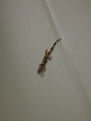 Sphaerodactylus homolepis