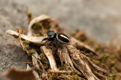 Pellenes geniculatus