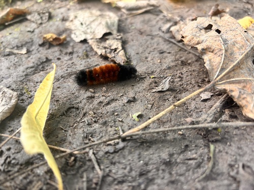 Isabella Tiger Moth