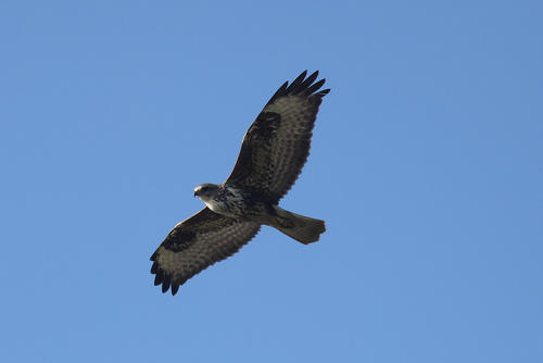 Common Buzzard