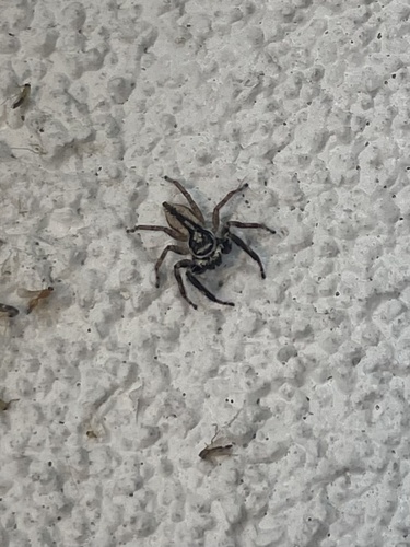Gray Wall Jumping Spider