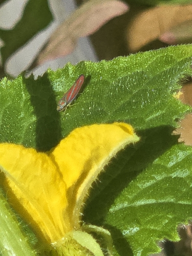 Red-banded Leafhopper