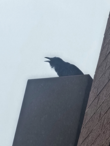 Common Raven