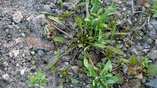 Limosella aquatica, photograph 6