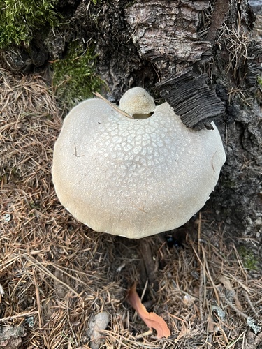 Veiled Oyster