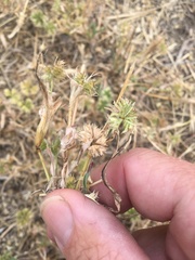 Dactyloctenium radulans