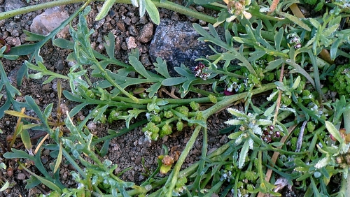 Lepidium coronopus