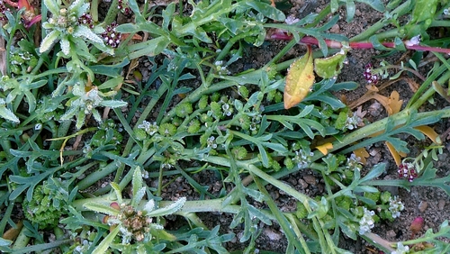 Lepidium coronopus, photograph 1