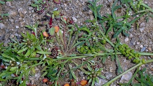 Lepidium coronopus, photograph 3