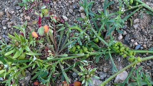 Lepidium coronopus, photograph 2