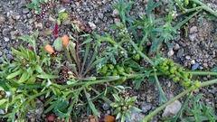 author not stated, no rights reserved Lepidium coronopus, photograph author not stated, no rights reserved