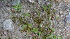 Limosella aquatica, photograph author not stated, no rights reserved