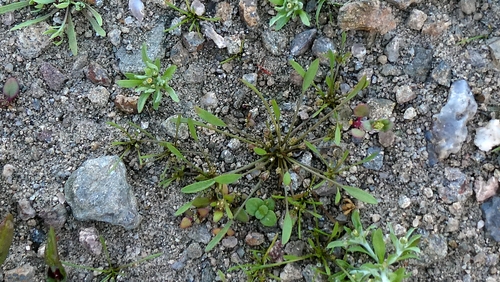Limosella aquatica, photograph 4