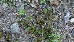Limosella aquatica, photograph author not stated, no rights reserved