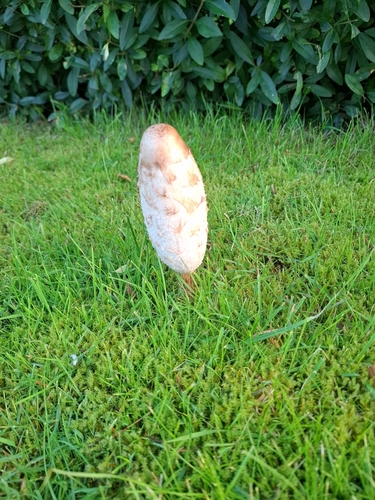 Shaggy Mane