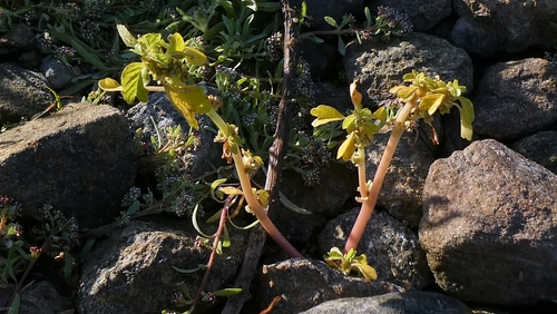 Amaranthus blitum, photograph 5
