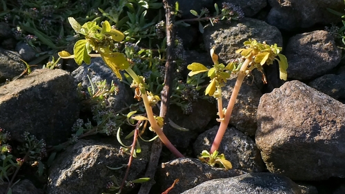 Amaranthus blitum, photograph 6