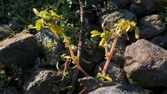 Amaranthus blitum, photograph author not stated, no rights reserved