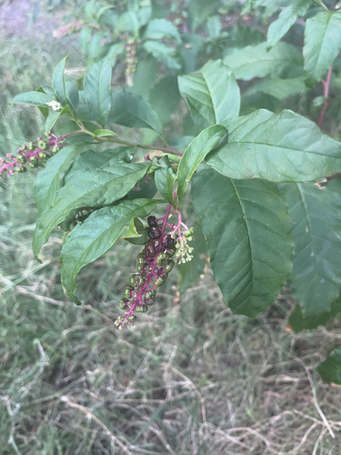 American pokeweed
