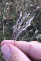 Bothriochloa decipiens