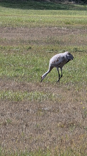 Sandhill Crane