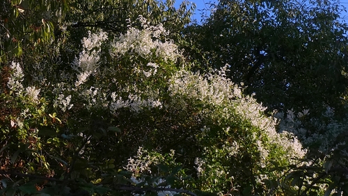 Fallopia baldschuanica, photograph 2