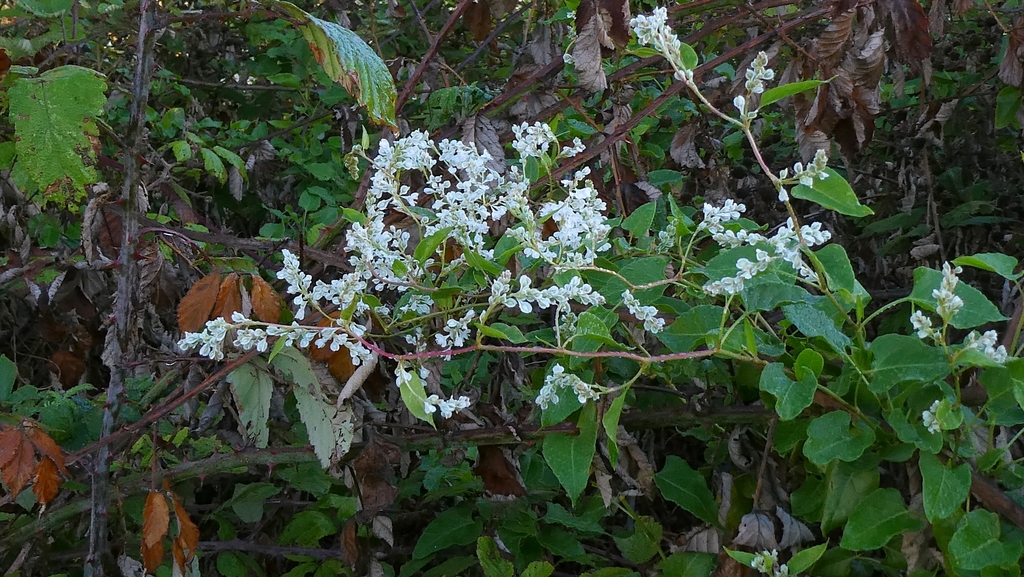 Fallopia baldschuanica; photograph author not stated, no rights reserved