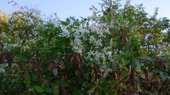 author not stated, no rights reserved Fallopia baldschuanica, photograph author not stated, no rights reserved