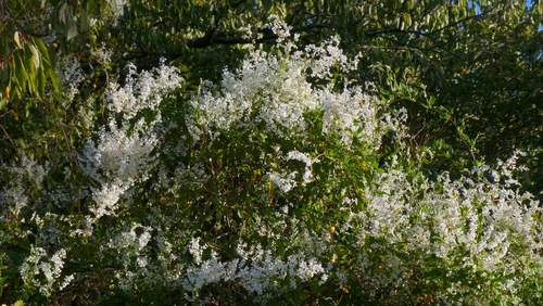 Fallopia baldschuanica, photograph 4
